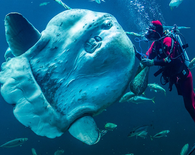 Se blæksprutter og havdyr i Nordsøen Oceanarium i efterårsferien.