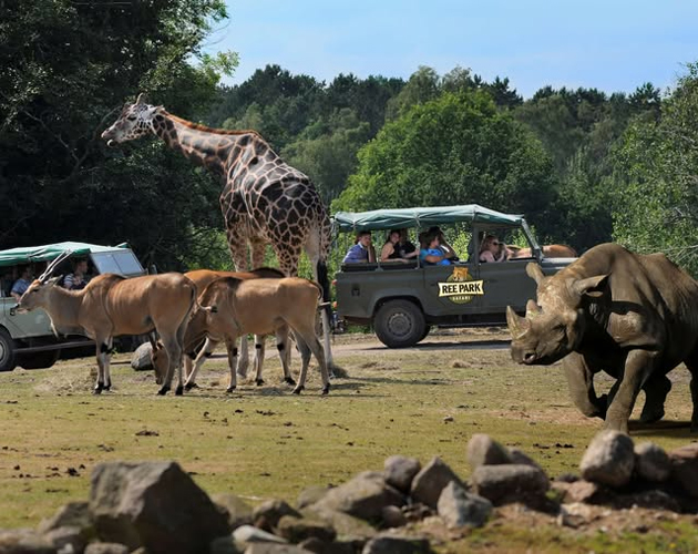 Se savannens vilde dyr og offroad-eventyr i Ree Park Safari i efterårsferien