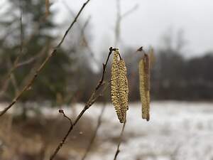 Pollensæson i Danmark: Hvornår og hvilke pollen?
