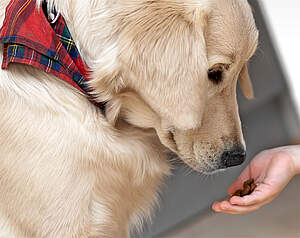 Hunde: Julemad er farligt for hunde