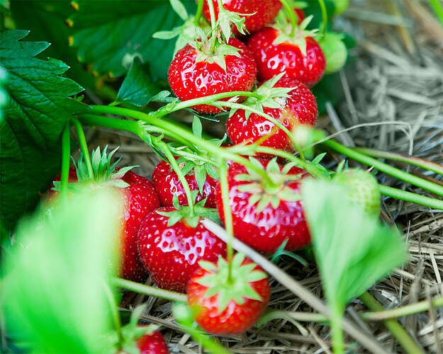 Danske frilandsjordbær modne på planten i sommersæsonen