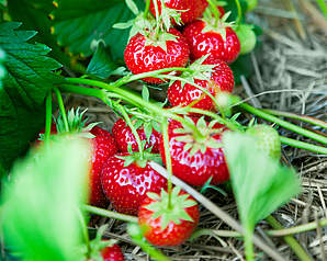 Danske frilandsjordbær modne på planten i sommersæsonen