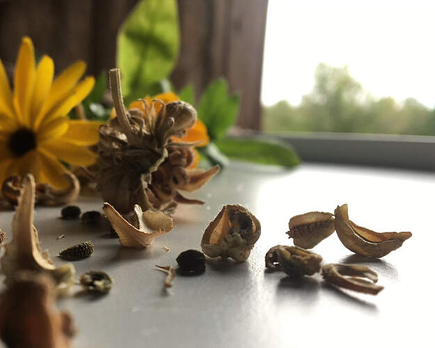 E-Guiden Livsstil – Sådan tørrer og opbevarer du blomsterfrø trin for trin