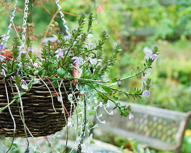Frodig have med blomster og planter som illustration til havens skadedyr og ukrudt