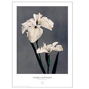 Japansk plakat med hvid iris af Ogawa Kazumasa på koksgrå baggrund