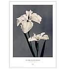 Japansk plakat med hvid iris af Ogawa Kazumasa på koksgrå baggrund