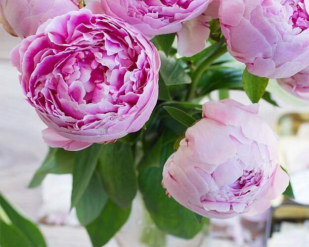 E-Guiden Livsstil - Rosa pæoner - Plantning, pasning og blomstring
