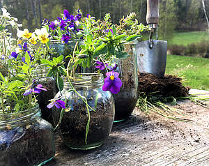 Plant vilde blomster i glas og nyd foråret i vindueskarmen
