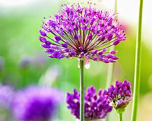 E-Guiden Livsstil - Prydløg Allium med violet kugleformet blomst