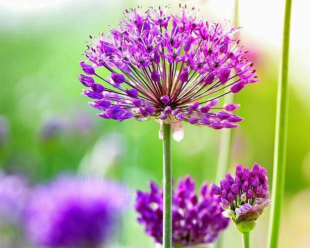 E-Guiden Livsstil - Prydløg Allium med violet kugleformet blomst