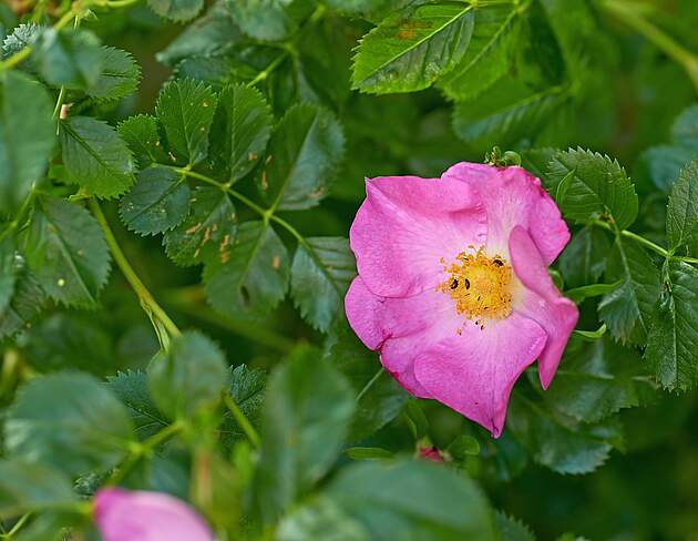 Rynket rose med rosa blomst og grønne blade - invasiv plante i Danmark