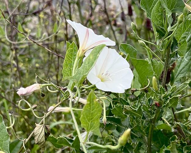 Hvid gærdesnerle med tragtformet blomst mellem grønne blade
