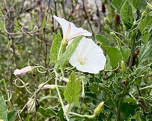 Hvid gærdesnerle med tragtformet blomst mellem grønne blade