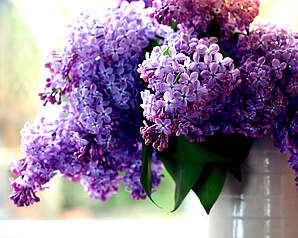 Syrener i buket med lilla blomsterklaser klar til vase
