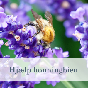 Honningbier ved blomster i haven en sommerdag i juni