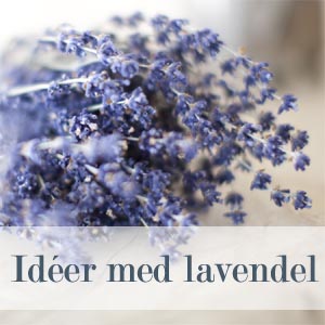 Tørret lavendel som forsidebanner til inspiration og idéer med lavendel