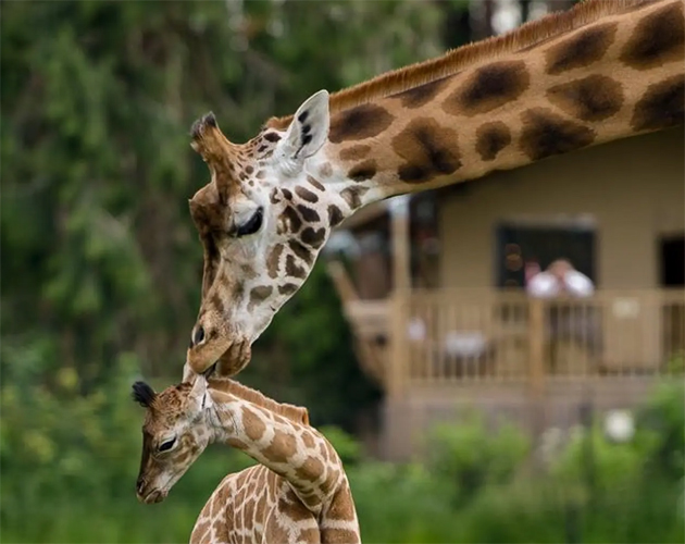Tag på en uforglemmelig safarioplevelse i Knuthenborg Safaripark i efterårsferien.