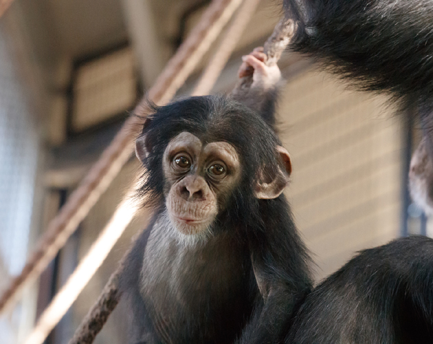 Tag på opdagelse i København Zoo i efterårsferien og mød nogle af verdens mest fascinerende dyr. 